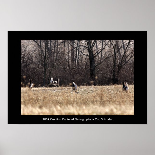 Poster Whitetail em Execução (Frente)