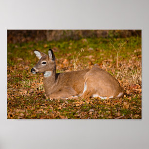 Poster Whitetail em Rest
