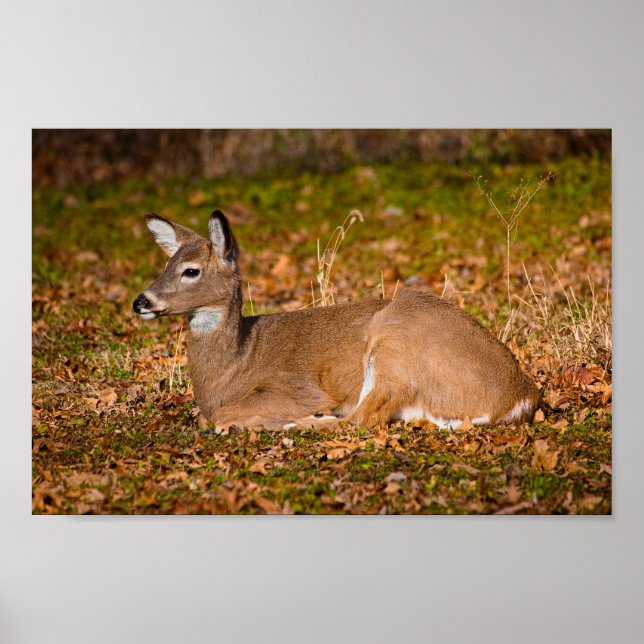 Poster Whitetail em Rest (Frente)