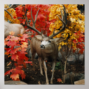 Pôster Whitetail no outono