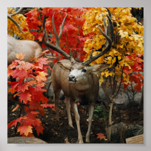 Poster Whitetail no outono