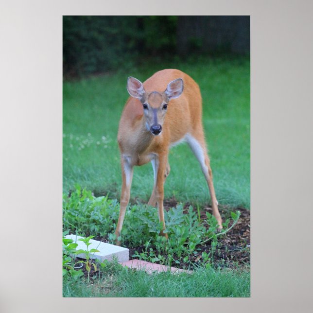 Poster Whitetail veer, Ohio (Frente)