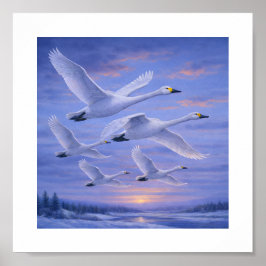 Poster Whooper Swans in Winter Sky – Japanese Wild Bird