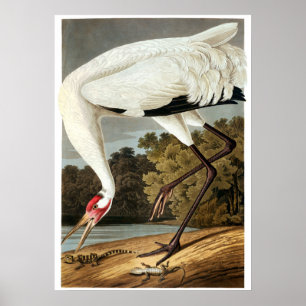 Poster Whooping Crane de John James Audubon