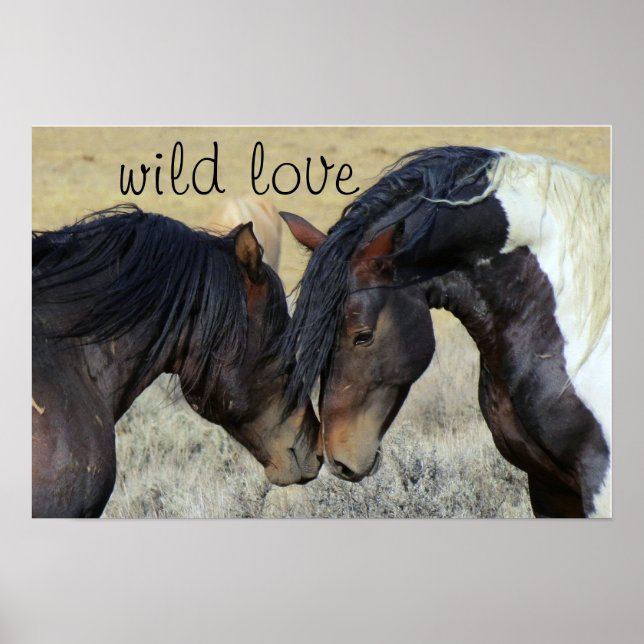 POSTER WILD AMES HORSES (Frente)
