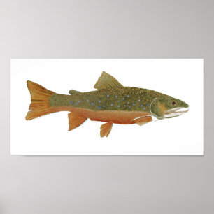 Pôster Wild Brook Trout