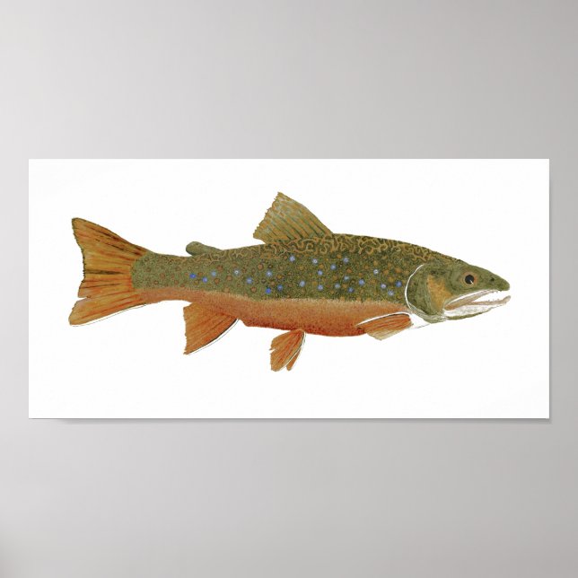 Pôster Wild Brook Trout (Frente)