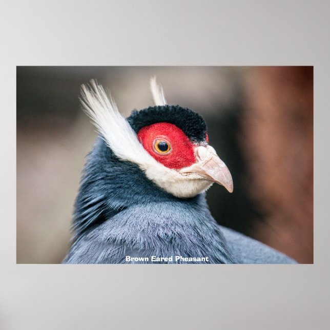 Poster Wild Brown Eared Pheasant (Frente)