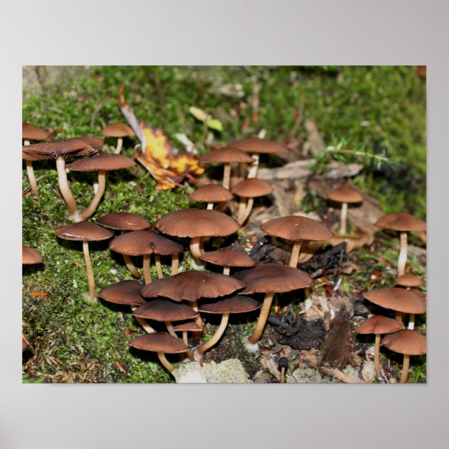 Poster Wild Brown Mushroom Cluster Nature (Frente)