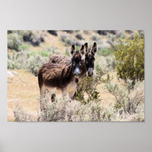 Poster Wild Burro Couple in Central Nevada