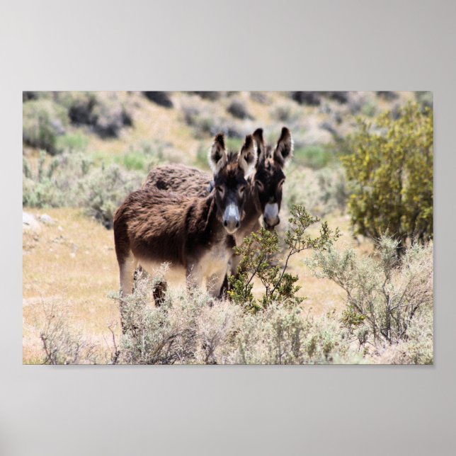 Poster Wild Burro Couple in Central Nevada (Frente)
