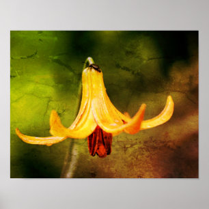 Poster Wild Canada Lily com Insett Abstrato