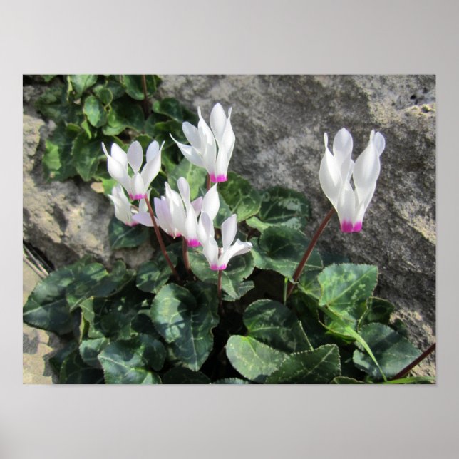 Poster Wild Cyclamen (Frente)