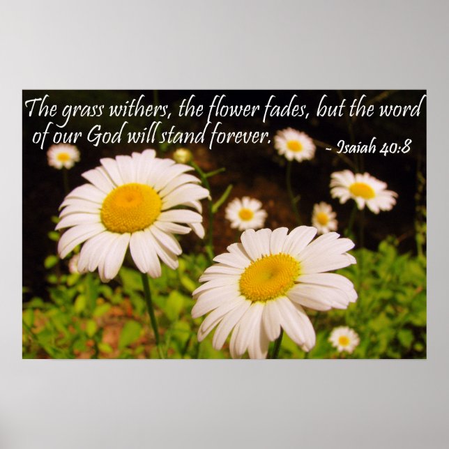 Pôster Wild Daisies com Isaiah 40:8 (Frente)