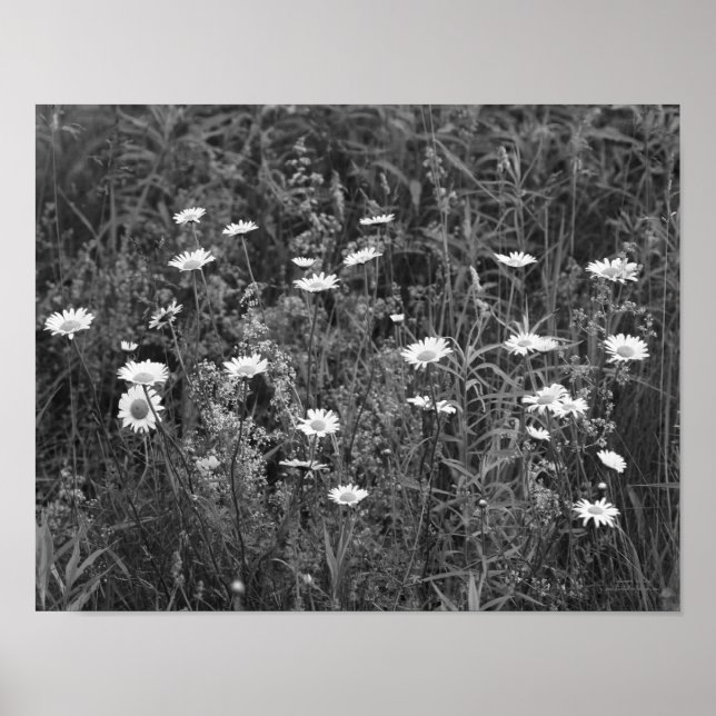 Poster Wild Daisies Flower Black White Print (Frente)
