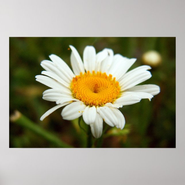 Pôster Wild Daisy (Frente)