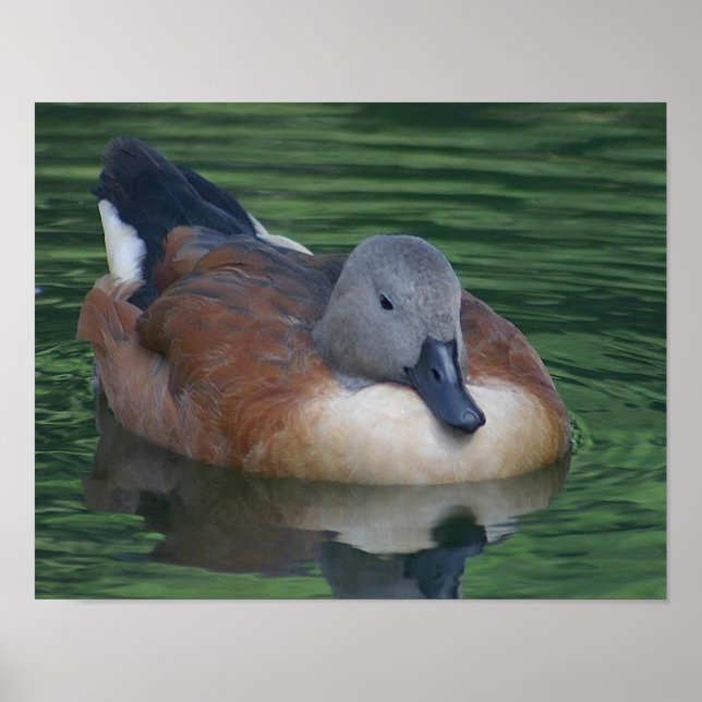 Pôster Wild Duck (Frente)