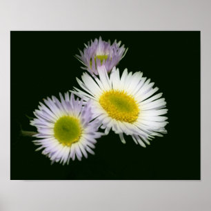 Poster Wild Fleabane Daisy Flower