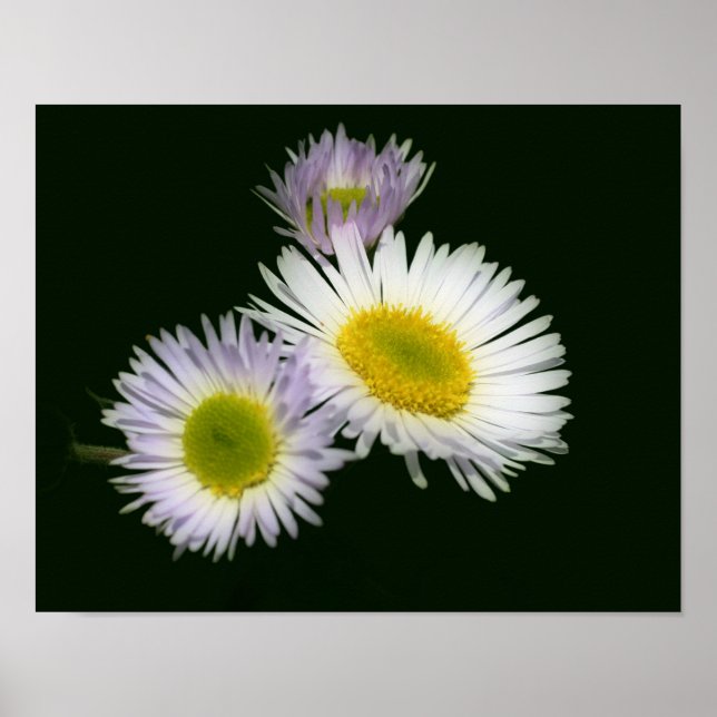 Poster Wild Fleabane Daisy Flower (Frente)