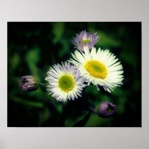 Poster Wild Fleabane Daisy Flower Close-Up