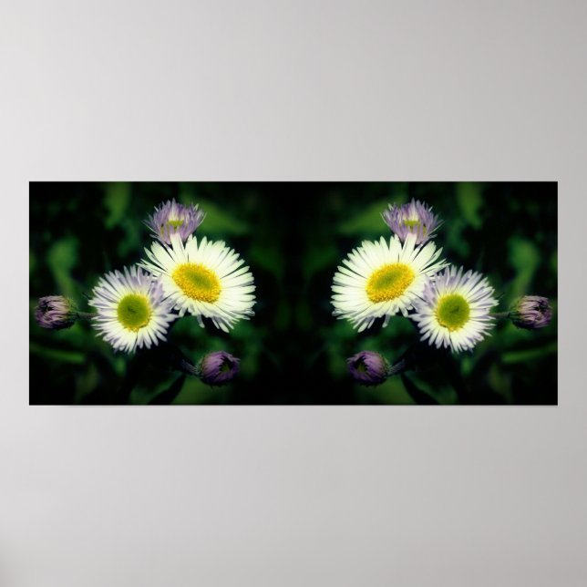 Poster Wild Fleabane Daisy Flowers Mirror Abstrato (Frente)
