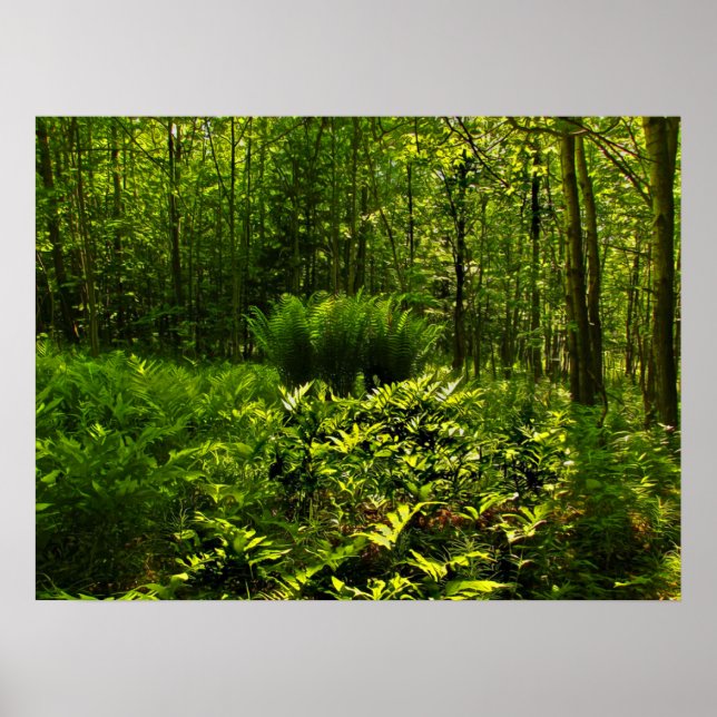 Poster Wild Forest Ferns (Frente)