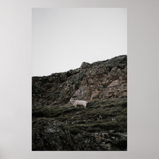 POSTER WILD GOAT (Frente)