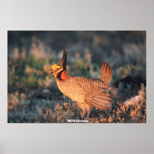 Poster Wild Grouse