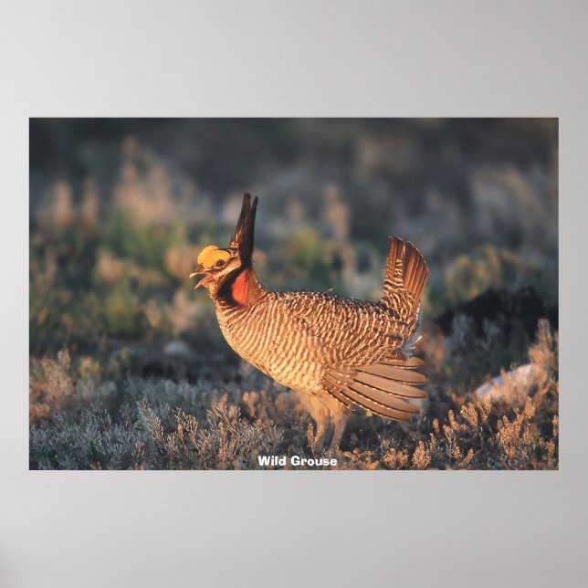 Poster Wild Grouse (Frente)