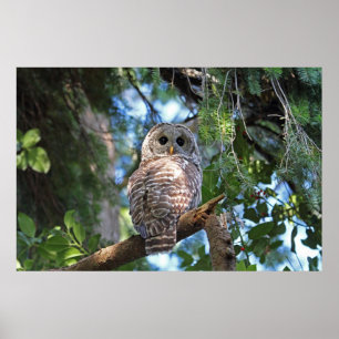 Poster Wild Hoot Owl Staring na Floresta