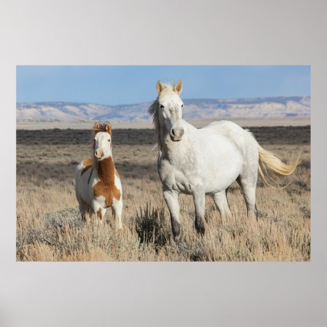 Poster Wild Horses at Home in the Sandwash Basin (Frente)
