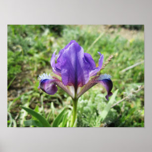 Poster Wild Iris