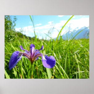 Poster Wild Iris e Paisagem do Alasca