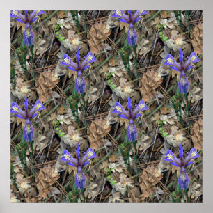 Poster Wild Irises in the woods...