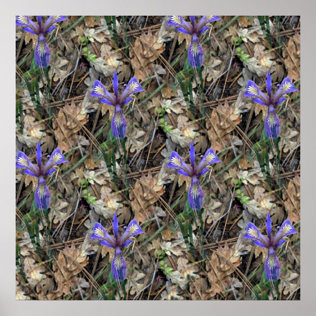 Poster Wild Irises in  the woods... (Frente)