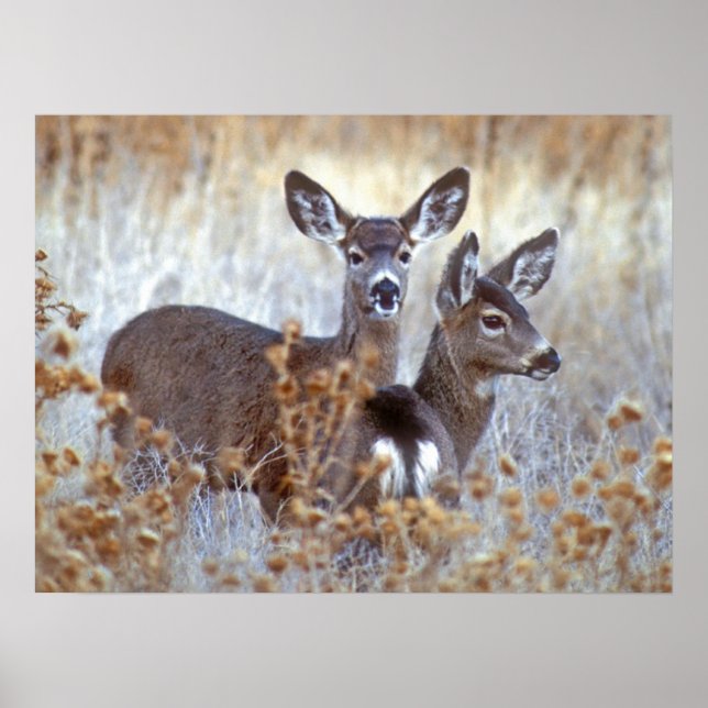 Poster Wild Mule Deer Pair | Califórnia (Frente)