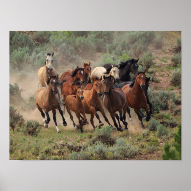 Poster Wild Mustang Herd (Frente)