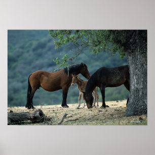 Poster Wild Mustang Mare & Foal