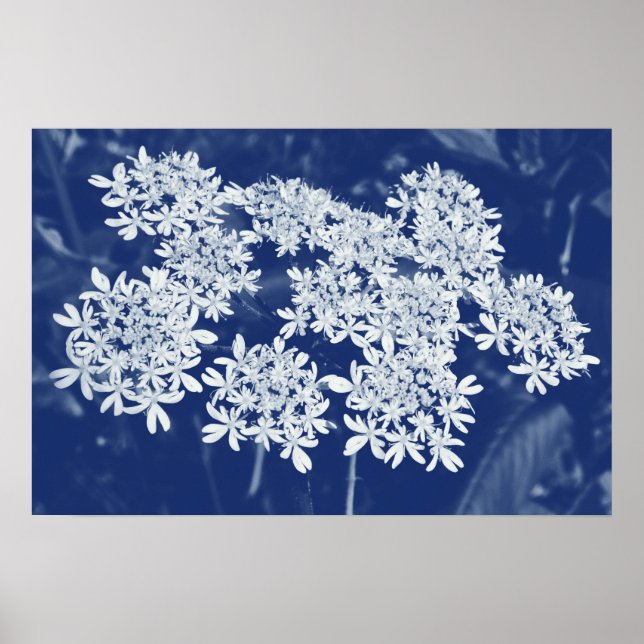 Poster Wild Parsley - Cyanotype Effect (Frente)