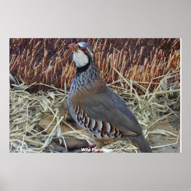 Poster Wild Partridge (Frente)