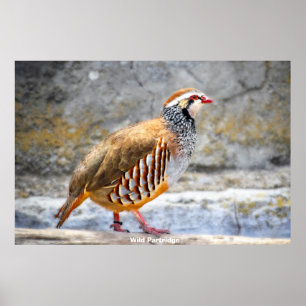 Poster Wild Partridge