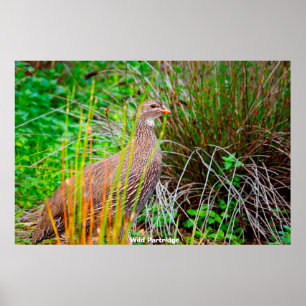Poster Wild Partridge