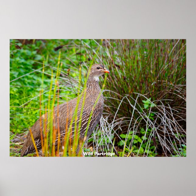 Poster Wild Partridge (Frente)