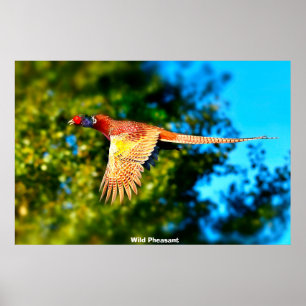 Poster Wild Pheasant