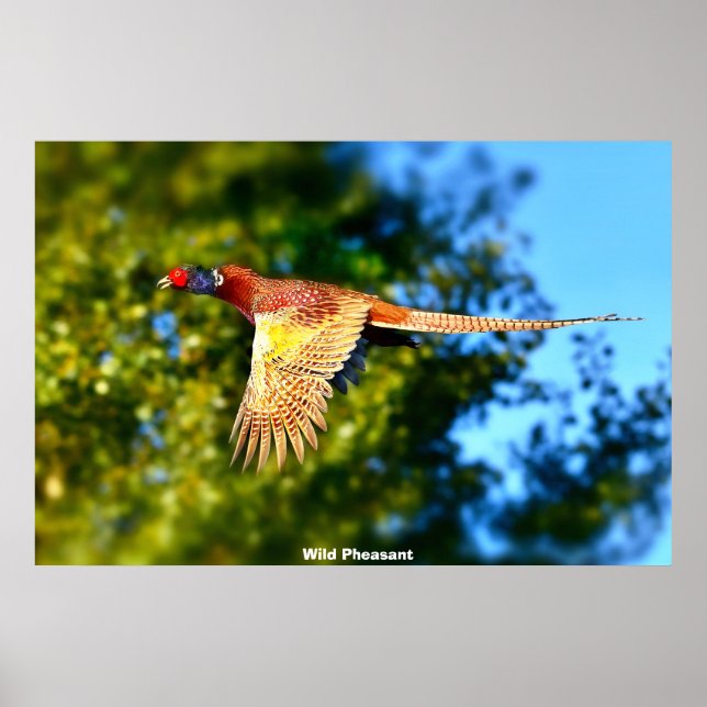 Poster Wild Pheasant (Frente)