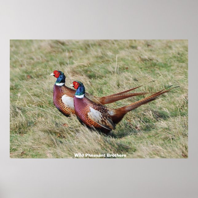 Poster Wild Pheasant Brothers (Frente)