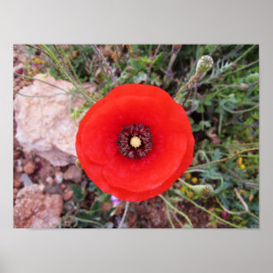Poster Wild Poppy