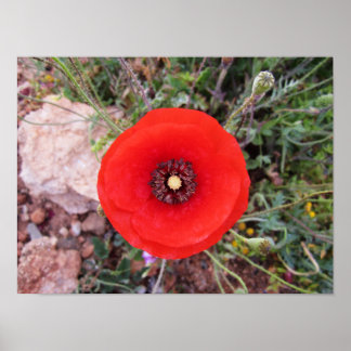 Poster Wild Poppy