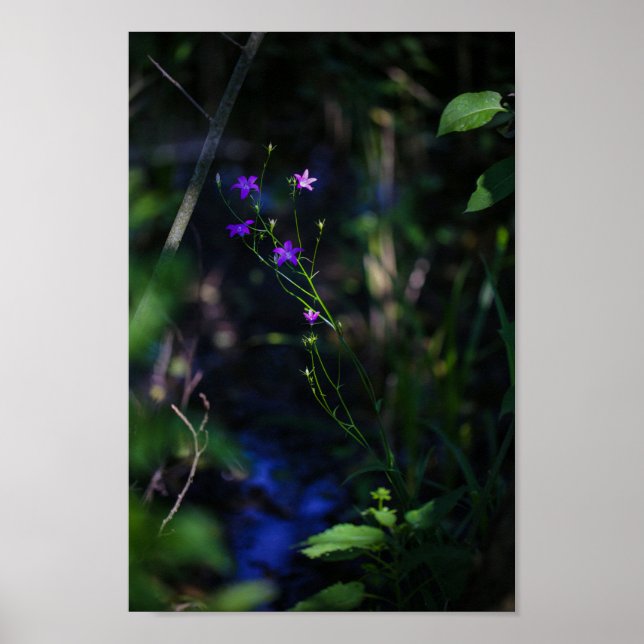 Poster Wild Purple Water Forest Flowers Fern (Frente)