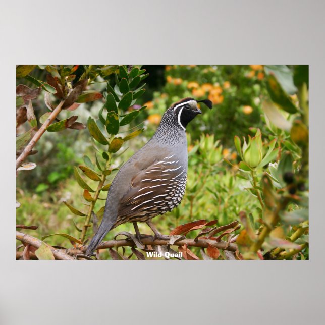 Poster Wild Quail (Frente)